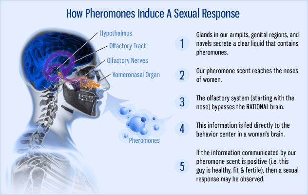 what are pheromones